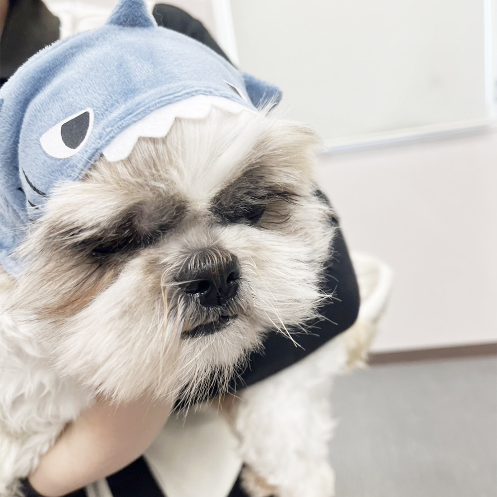 生徒が撮影したモデル犬の写真♪